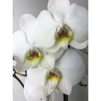 Storczyk Orchidea 2 sztuki mix kolorów